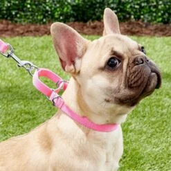 Frisco Solid Nylon Slip-On Martingale Dog Collar -Frisco 139181 PT2. AC SS1800 V1620068227
