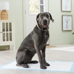 Frisco Premium Giant Dog Training & Potty Pads 15 Frisco Premium Giant Dog Training & Potty Pads -Frisco 152699 PT6. AC SS1800 V1674671620