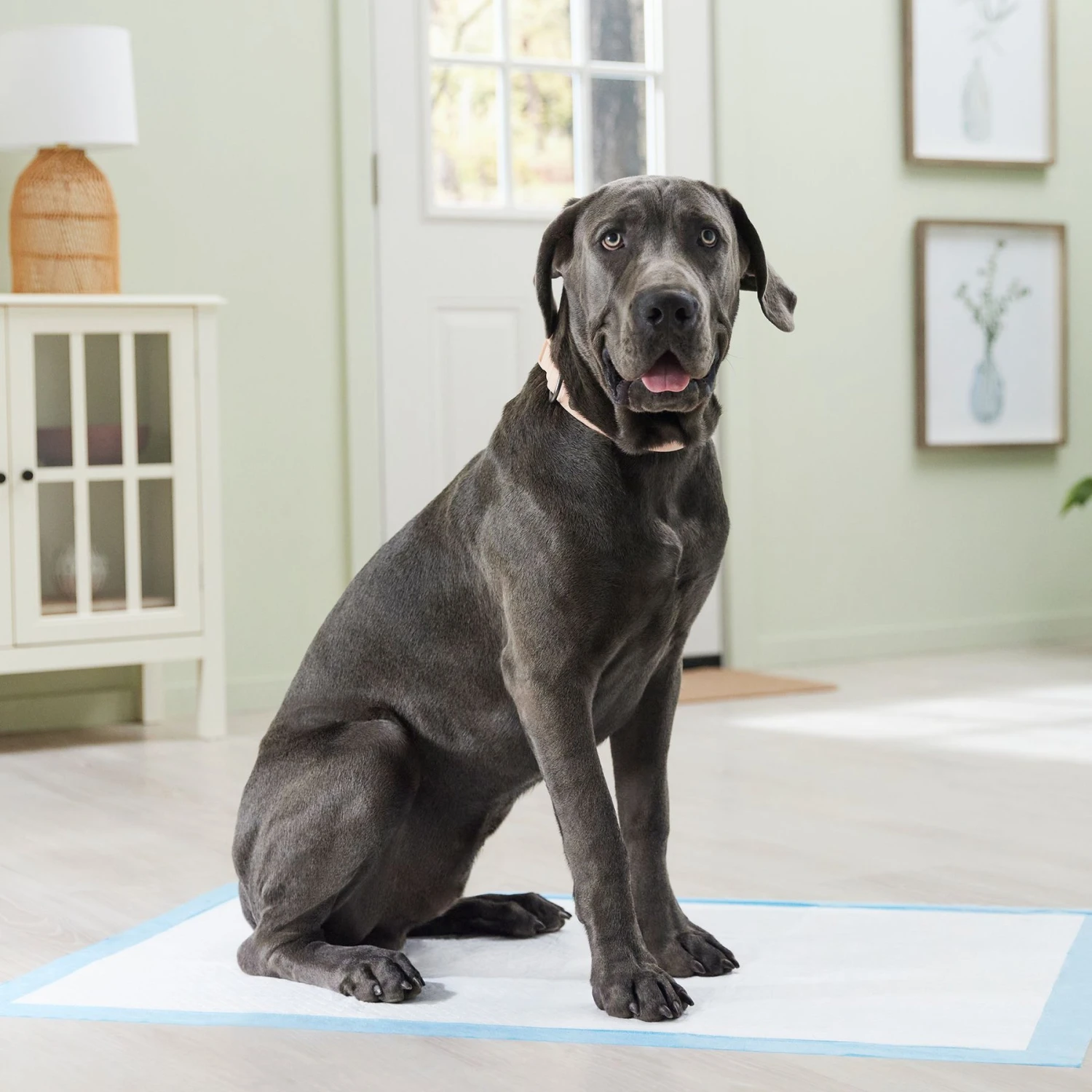 Frisco Premium Giant Dog Training & Potty Pads 7 Frisco Premium Giant Dog Training & Potty Pads - Image 7