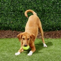 Frisco Fetch Squeaky Tennis Ball Dog Toy -Frisco 152803 PT6. AC SS1800 V1691776652