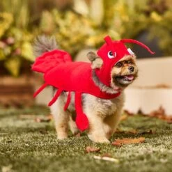 Frisco Red Lobster Dog & Cat Costume 14 Frisco Red Lobster Dog & Cat Costume -Frisco 158723 PT6. AC SS1800 V1659023888