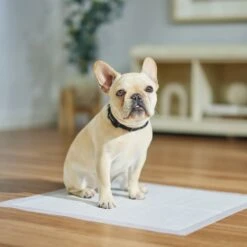 Frisco Dog Training Pads -Frisco 173778 PT5. AC SS1800 V1674674461