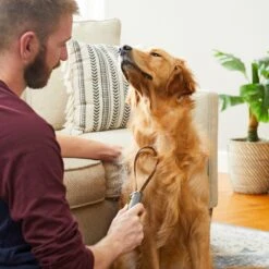 Frisco Shedding Blade Dog Brush, One Size 10 Frisco Shedding Blade Dog Brush, One Size -Frisco 206895 PT7. AC SS1800 V1680186159