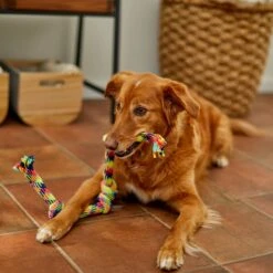 Frisco 4-Knot Tri-Color Rope Dog Toy 5 Frisco 4-Knot Tri-Color Rope Dog Toy -Frisco 242139 PT2. AC SS1800 V1605208764