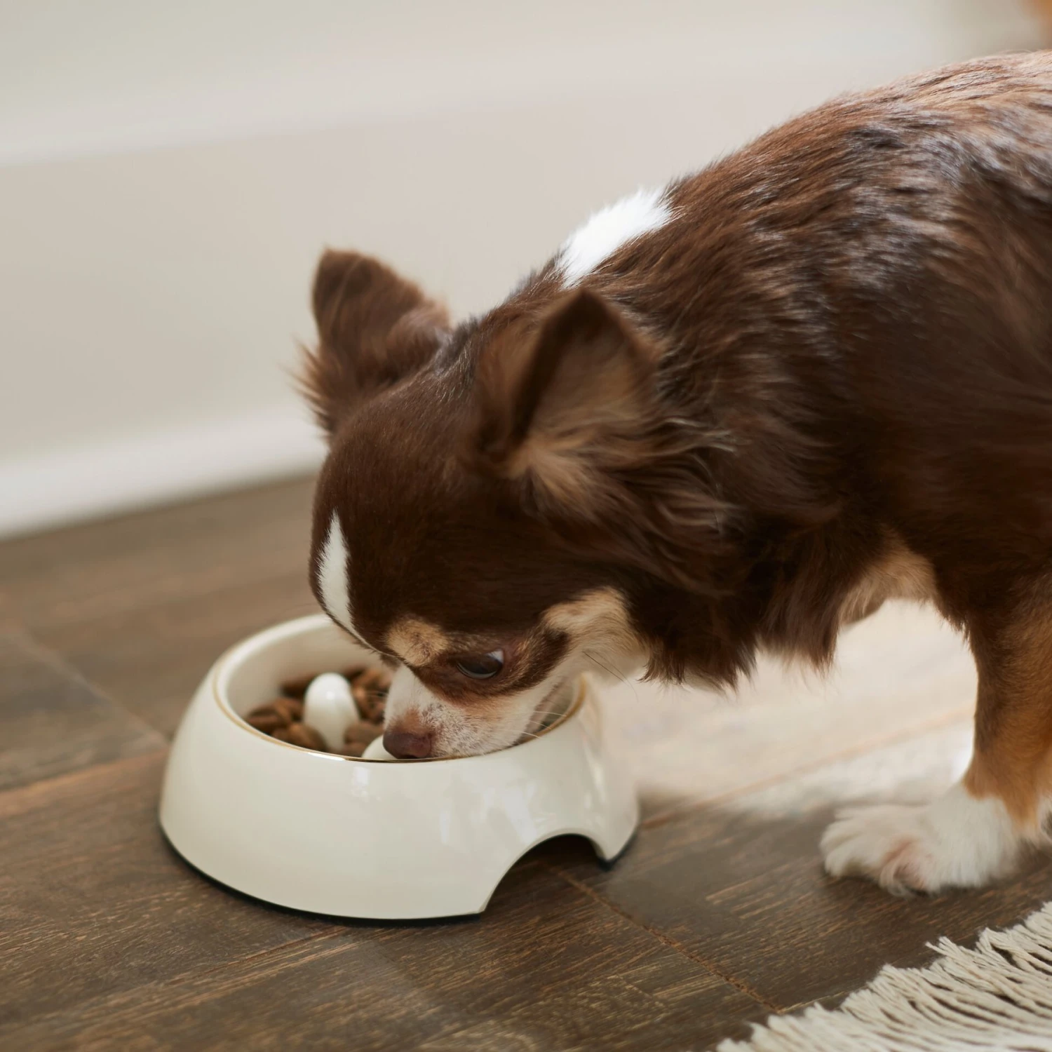 Frisco Melamine Slow Feed Dog & Cat Bowl With Gold Trim 3 Frisco Melamine Slow Feed Dog & Cat Bowl With Gold Trim - Image 3