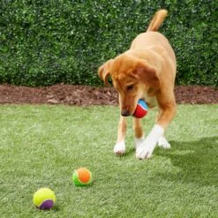 Frisco Fetch Squeaking Colorful Tennis Ball Dog Toy & True Acre Foods Salmon Recipe Mini-Training Rewards Grain-Free Soft & Chewy Dog Treats -Frisco 255469 PT2. AC SS1800 V1602691284