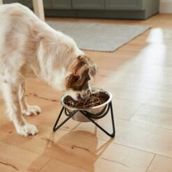 Frisco Triangle Iron Non-Skid Elevated Dog & Cat Bowl 13 Frisco Triangle Iron Non-Skid Elevated Dog & Cat Bowl -Frisco 257155 PT5. AC SS1800 V1692987369