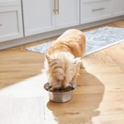 Frisco Flare Non-Skid Stainless Steel Dog & Cat Bowl 11 Frisco Flare Non-Skid Stainless Steel Dog & Cat Bowl -Frisco 257162 PT2. AC SS1800 V1692989463