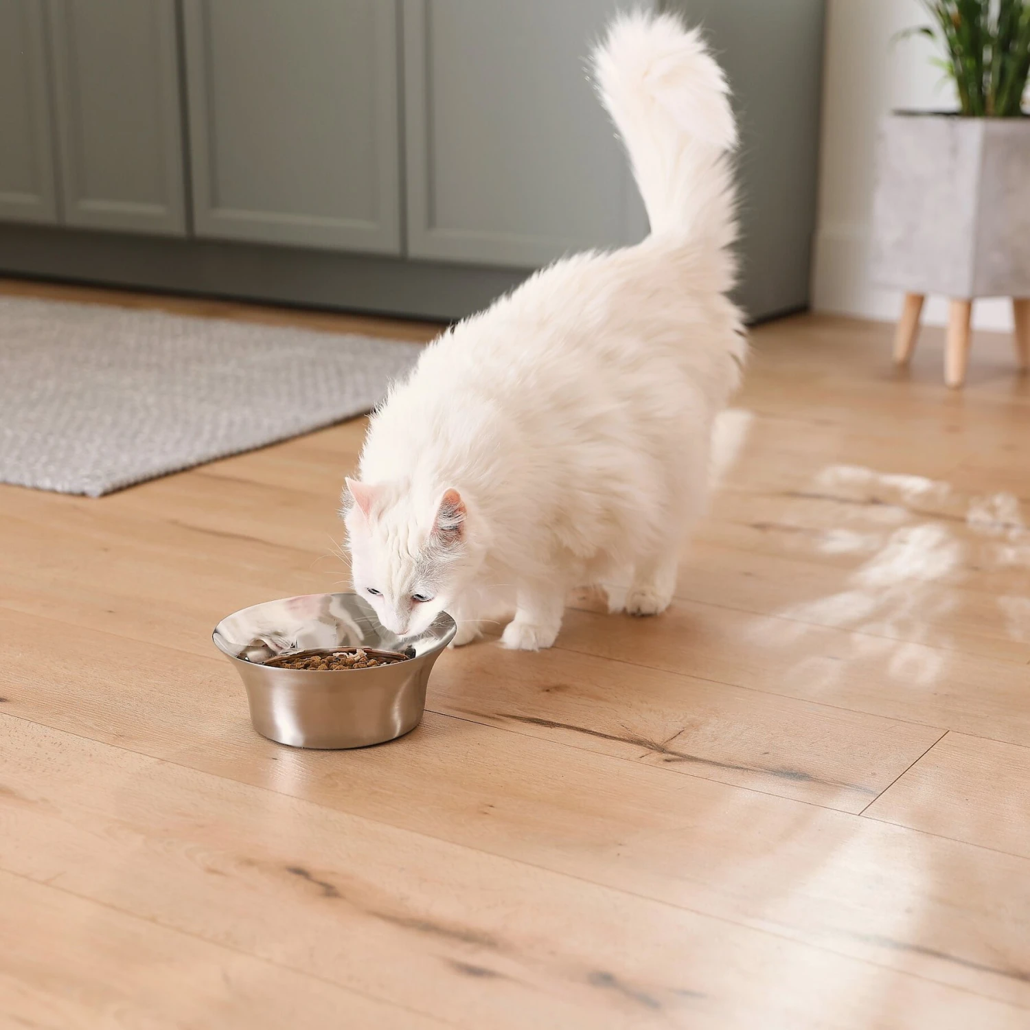 Frisco Flare Non-Skid Stainless Steel Dog & Cat Bowl 8 Frisco Flare Non-Skid Stainless Steel Dog & Cat Bowl - Image 8