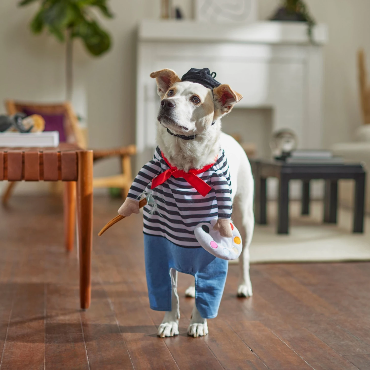 Frisco Front Walking French Artist Dog & Cat Costume 8 Frisco Front Walking French Artist Dog & Cat Costume - Image 8