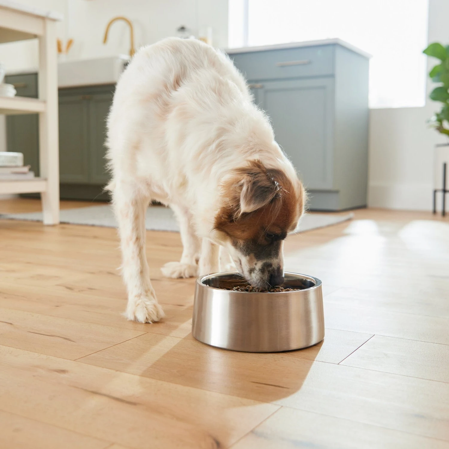Frisco Insulated Non-Skid Stainless Steel Dog & Cat Bowl 6 Frisco Insulated Non-Skid Stainless Steel Dog & Cat Bowl - Image 6