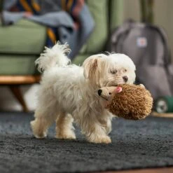 Frisco Camping Hedgehog Plush Squeaky Dog Toy 5 Frisco Camping Hedgehog Plush Squeaky Dog Toy -Frisco 270995 PT3. AC SS1800 V1625009251