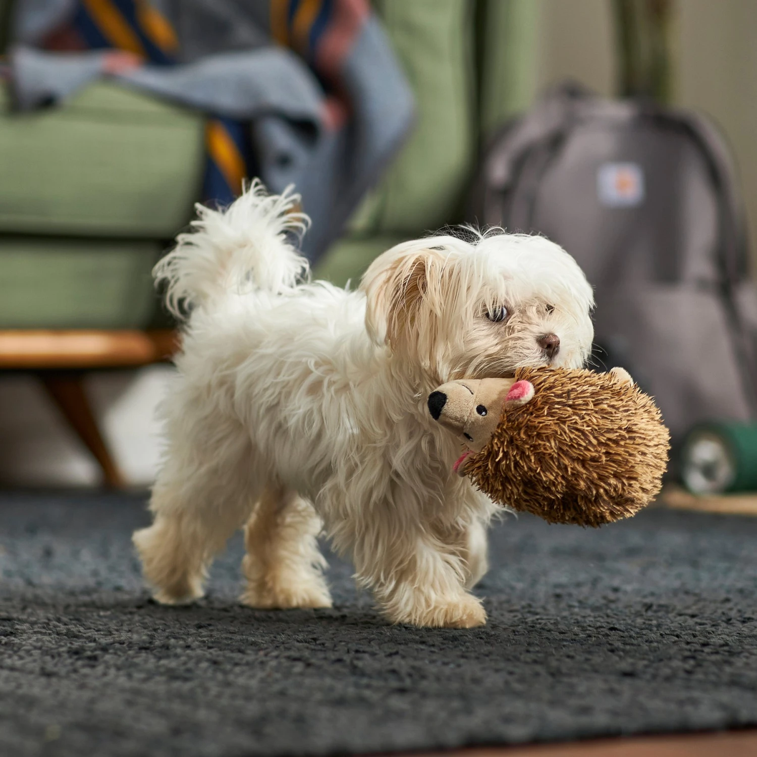 Frisco Camping Hedgehog Plush Squeaky Dog Toy 3 Frisco Camping Hedgehog Plush Squeaky Dog Toy - Image 3
