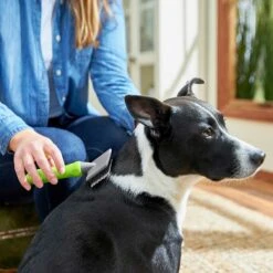 Frisco Soft Slicker Dog Brush, One Size & Frisco Deshedding Dog & Cat Brush -Frisco 276229 PT3. AC SS1800 V1616194590