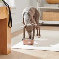 Frisco Paw Print Non-Skid Stainless Steel Dog & Cat Bowl 9 Frisco Paw Print Non-Skid Stainless Steel Dog & Cat Bowl -Frisco 277546 PT2. AC SS1800 V1630346697