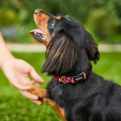 Frisco Buffalo Check Polyester Personalized Dog Collar 9 Frisco Buffalo Check Polyester Personalized Dog Collar -Frisco 280763 PT4. AC SS1800 V1621277566