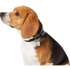 Frisco Chewy Stainless Steel Personalized Dog ID Tag With Enamel Infill -Frisco 281945 PT6. AC SS1800 V1624334875