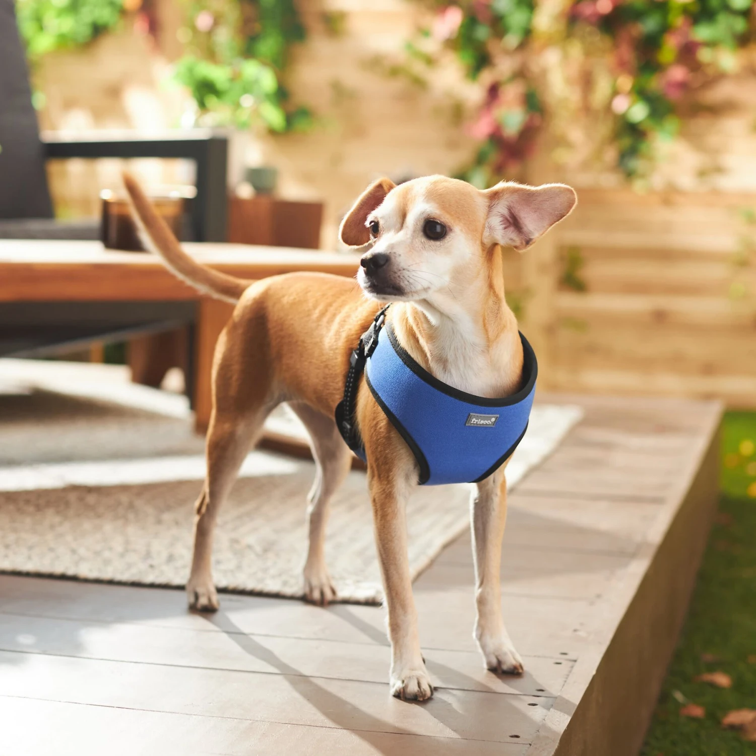 Frisco Padded Step-In Harness 5 Frisco Padded Step-In Harness - Image 5