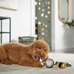 Frisco New Year's Eve Midnight Countdown Plush With Rope Squeaky Dog Toy -Frisco 288478 PT3. AC SS1800 V1638289625