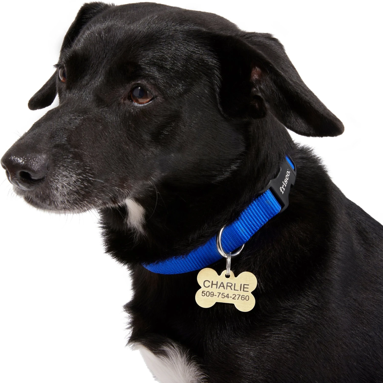 Frisco Brass Personalized Dog ID Tag 5 Frisco Brass Personalized Dog ID Tag - Image 5