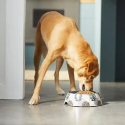 Frisco Animal Design Stainless Steel Dog & Cat Bowl -Frisco 311960 PT2. AC SS1800 V1642542990