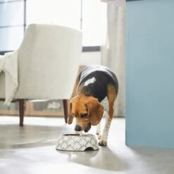 Frisco Moroccan Design Stainless Steel Dog & Cat Bowl 10 Frisco Moroccan Design Stainless Steel Dog & Cat Bowl -Frisco 311963 PT2. AC SS1800 V1642542922