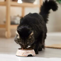 Frisco Copper Print Design Stainless Steel Dog & Cat Bowl 11 Frisco Copper Print Design Stainless Steel Dog & Cat Bowl -Frisco 311975 PT3. AC SS1800 V1642542357