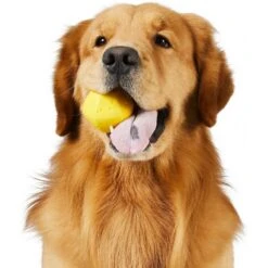 Frisco Fetch Squeaking Colorful Tennis Ball Dog Toy & Project Hive Pet Company Ball Dog Toy -Frisco 319024 PT5. AC SS1800 V1630560973