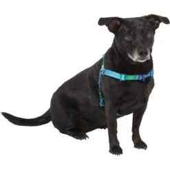 Frisco Green Ombre Style Dog Harness 7 Frisco Green Ombre Style Dog Harness -Frisco 324531 PT2. AC SS1800 V1642519055