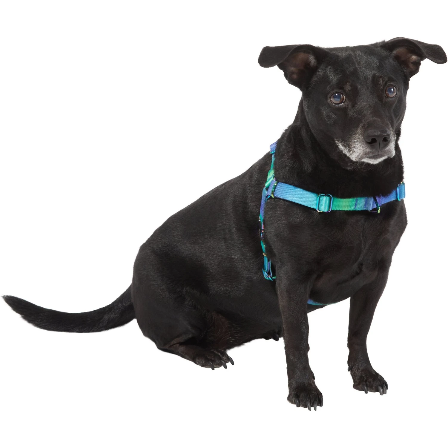 Frisco Green Ombre Style Dog Harness 3 Frisco Green Ombre Style Dog Harness - Image 3