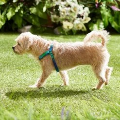 Frisco Green Ombre Style Dog Harness 9 Frisco Green Ombre Style Dog Harness -Frisco 324531 PT4. AC SS1800 V1642519509