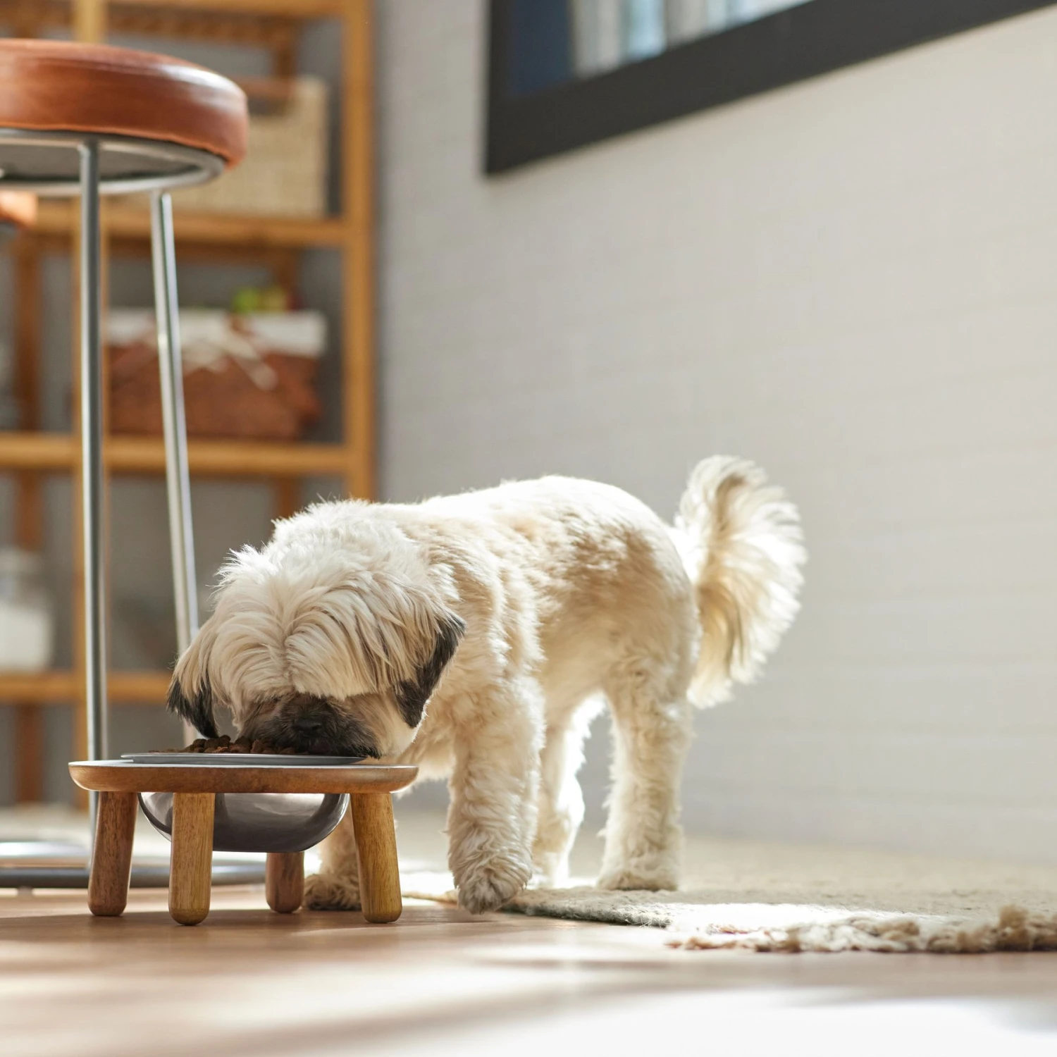 Frisco Premium Round Shape Elevated Single Dog & Cat Bowl 3 Frisco Premium Round Shape Elevated Single Dog & Cat Bowl - Image 3