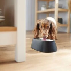 Frisco Long Eared Breed Stainless Steel Dog Bowl, Black, 2 Cup 8 Frisco Long Eared Breed Stainless Steel Dog Bowl, Black, 2 Cup -Frisco 331530 PT2. AC SS1800 V1657656874