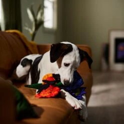 Frisco Halloween Bouquet Plush Squeaky Dog Toy 7 Frisco Halloween Bouquet Plush Squeaky Dog Toy -Frisco 344018 PT3. AC SS1800 V1657657031