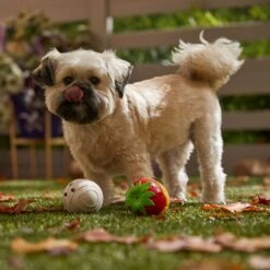 Frisco Halloween Chocolate Covered Strawberries Latex Squeaky Dog Toy -Frisco 344043 PT3. AC SS1800 V1657657031