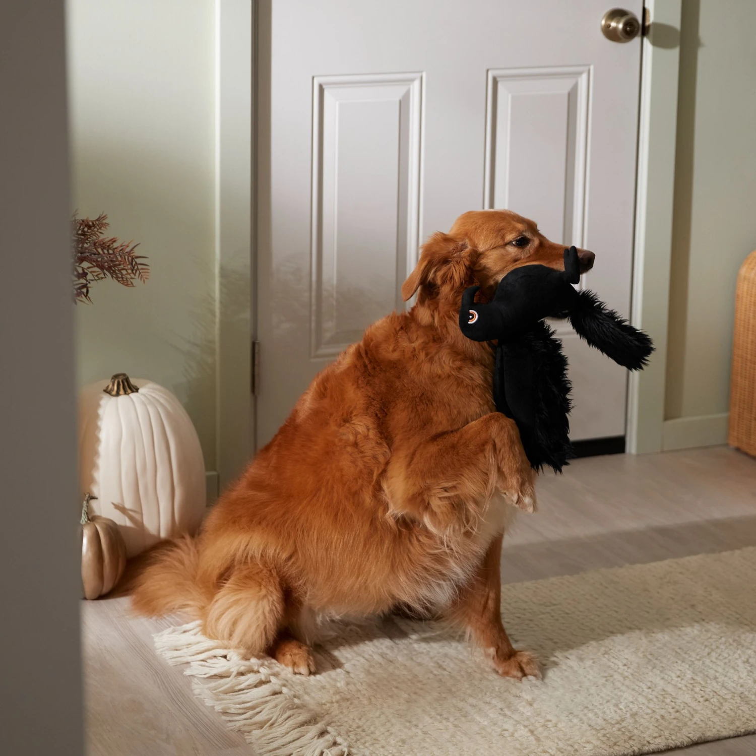 Frisco Halloween Crow Plush Squeaky Dog Toy 3 Frisco Halloween Crow Plush Squeaky Dog Toy - Image 3