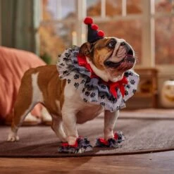 Frisco Clown Dog & Cat Costume Accessory 12 Frisco Clown Dog & Cat Costume Accessory -Frisco 706526 PT7. AC SS1800 V1689282556