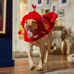 Frisco Flying Phoenix Dog & Cat Costume -Frisco 708150 PT7. AC SS1800 V1689343869