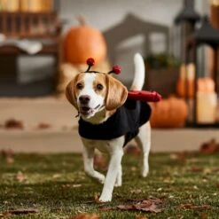 Frisco Glittered Ladybug Dog & Cat Costume 16 Frisco Glittered Ladybug Dog & Cat Costume -Frisco 708254 PT7. AC SS1800 V1689354959