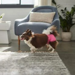 Skout's Honor Laundry Booster Stain & Odor Removal Additive, 32-oz Bottle & Frisco Washable Female Diaper 17 Skout's Honor Laundry Booster Stain & Odor Removal Additive, 32-oz Bottle & Frisco Washable Female Diaper -Frisco 773022 PT8. AC SS1800 V1676749103