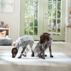 Frisco Mega Non-Skid Ultra Premium Dog Training & Potty Pads 13 Frisco Mega Non-Skid Ultra Premium Dog Training & Potty Pads -Frisco 793822 PT6. AC SS1800 V1683033862