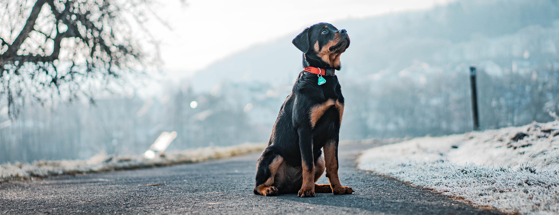 Front Page 3 Front Page -Frisco dog 7514202 1920