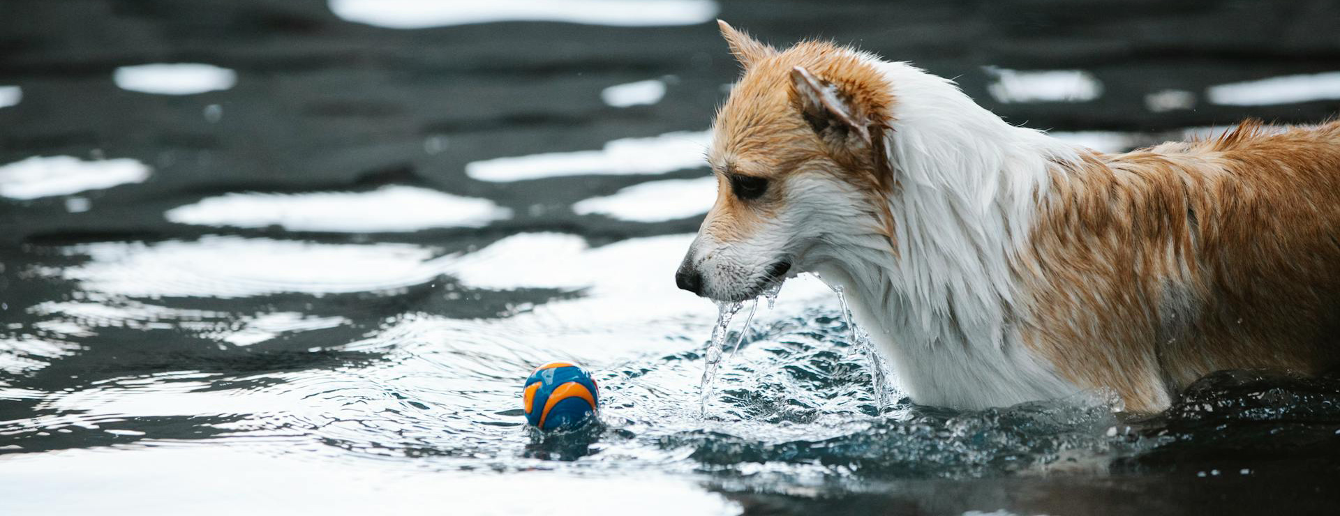 Front Page 1 Front Page -Frisco pexels blue bird 7210284